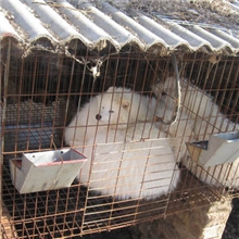 种狐狸笼60*70*90