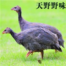 珍珠鸡纯天然无公害散养珍珠鸡速冻珍珠鸡白条