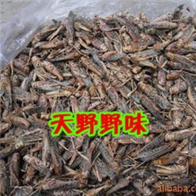 蝗虫蚂蚱东亚飞蝗优质绿色无公害蚂蚱口感好吃营养丰富