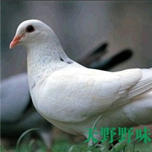 长期供应烧烤用鸽子乳鸽肉鸽长期供货白条鸽子