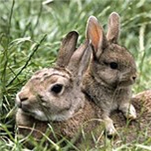 速冻剥皮野兔优质纯种野兔味美嫩滑爽口