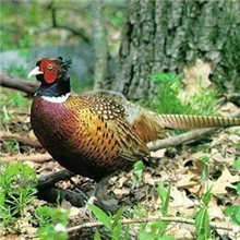 厂家常年批发山鸡野山鸡新鲜速冻野鸡白条