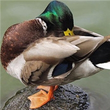 野鸭绿头野鸭散养野鸭野鸭速冻白条