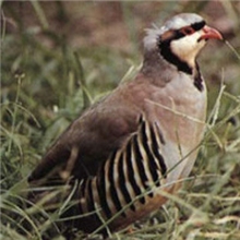 鹧鸪飞龙无公害养殖石鸡新鲜优质速冻白条