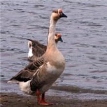 散养大雁雁鹅绿色食品生态养殖新鲜速冻大雁白条