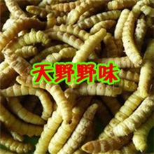 供应豆虫豆丹豆青虫食用豆虫速冻