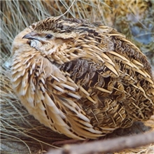 养殖鹌鹑鹌鹑鸟，诱蛇饵料，老鹰食物鹌鹑苗淘汰鹌鹑