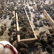 鹌鹑苗刚出壳公鹌鹑仅售0.2元/只详情看宝贝描述