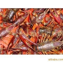 优质供应洪湖清水小龙虾正宗任式水产天然新鲜小龙虾