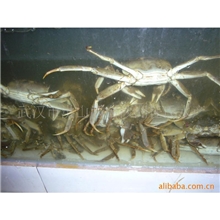 【任氏水产】大量批发供应物美价廉新鲜优质大闸蟹规格齐全