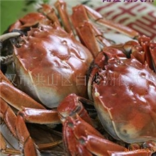 【品质厂家】供应高质量梁子湖淡水大闸蟹（图）