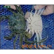 【精品推荐】供应品质优良洪湖大闸蟹鲜美可口