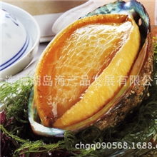 现货供应：即食鲍鱼、去脏鲍鱼、冷冻鲍鱼、熟鲍鱼、鲍鱼肉