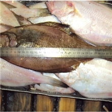现货供应船冻偏口鱼（长脖比目鱼）片口鱼