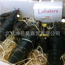 【鲜活水产】【波士顿龙虾】
