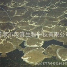 批发供应鲜活多宝鱼活鲜大鳞鲆冷冻多宝鱼鲜大鳞鲆