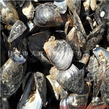 长期大量供应海红壳贻贝壳海虹壳粉