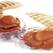 野生中元贝4-5个头500g极品海鲜极品海鲜全场包邮