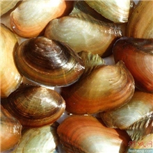 海产品色蛤混色蛤