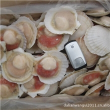 特价批发大连冷冻日本半壳贝夏夷贝半壳夏夷贝