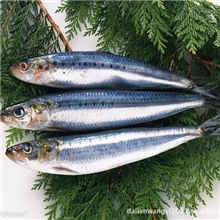 特卖船冻俄罗斯青鱼鲱鱼
