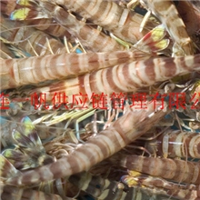 基围虾/南美白对虾