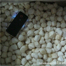 特价批发冷冻海湾贝扇贝柱