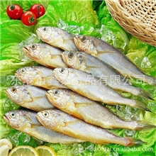 供应优质小黄花鱼水产品海产品