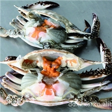 厂家供应优质母蟹批发海产品水产品