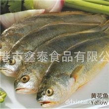 供应优质大黄花鱼海鲜产品水产品