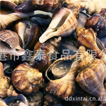 厂家供应优质尖螺批发海产品水产品