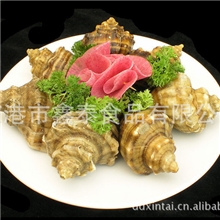 供应优质海螺优质香螺海产品批发