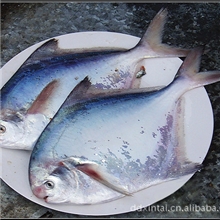 供应优质鲳鱼冷冻鲳鱼海产品批发