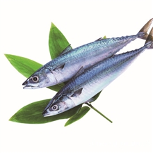 供应批发优质鲅鱼鲅鱼肉冷冻鲅鱼海产品批发