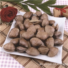 供应批发黄蚬子青柳蚬子黄蚬子肉海产品批发