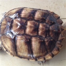 大量供应鳄鱼龟草龟野味龟鳄龟单只6-8斤