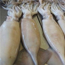 深海野生冷冻新鲜鱿鱼速冻冰鲜鱿鱼