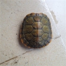 巴西龟小乌龟巴西活体乌龟宠物乌龟3-5两