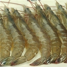 大虾明虾基围虾