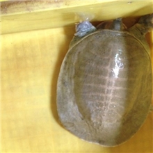 精品年货广西原生态繁殖黄沙鳖/甲鱼/水鱼/团鱼/王八3-3.9斤