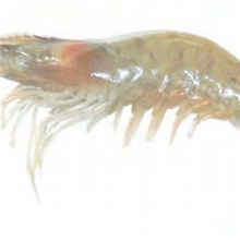 南美白对虾日本对虾基围虾虾苗