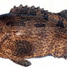 石斑鱼苗东星斑老虎斑青石斑鱼苗