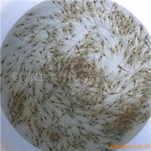 供应南美白对虾虾苗(图)