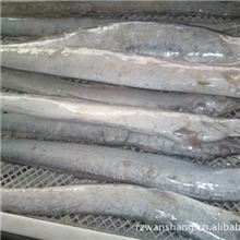 一斤以上单冻刀鱼带鱼特价供应