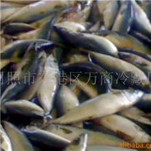供应鮐鲅鱼(图)