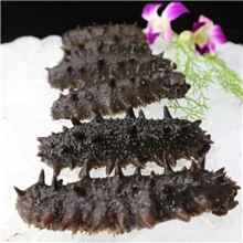 海参批发高压海参，刺好，条形好，劲道，可大量供货500g