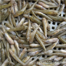 供应黄山根鱼原生态绿色食品