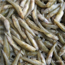 优质冷冻山根鱼