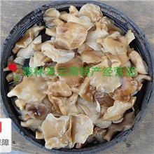 盐渍鲍鱼菇野生菌批发野菌汤必备3-5厘米45公斤桶装酒店用料
