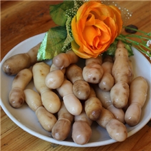 批发盐渍鸡腿菇毛头鬼伞45公斤桶装酒店餐馆菌汤用料